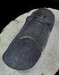 Large Paralejurus Trilobite #36838-6